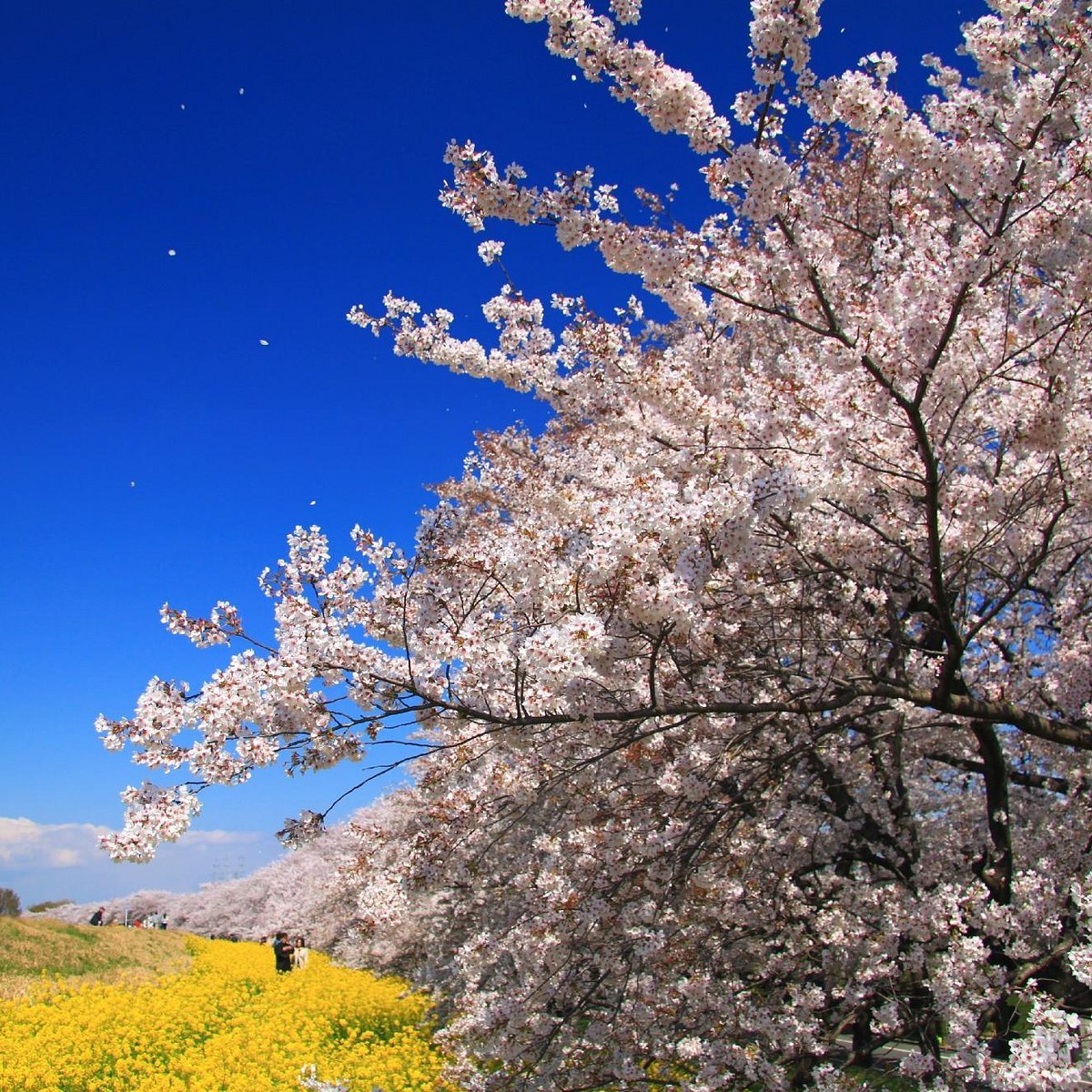 🌸 구마가야 벚꽃 제방(구마가야 사쿠라즈츠미) 이미지 6